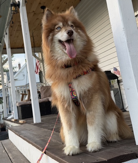 Entry image for Archie. Clicking this image will show a larger photo