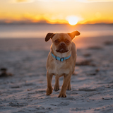 Entry image for Milo