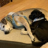 Entry image for Jerome & Bear (fka Jethro)