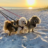 Entry image for Ally, Callie and Abbie