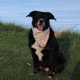 Entry image for Molly