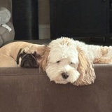 Entry image for Casper and Hampton