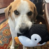 Entry image for Louie