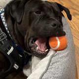 Entry image for Buddy 