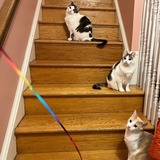 Entry image for "Party Cats" : Bella, Gigi, and Orlando