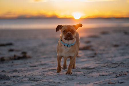 Entry image for Milo. Clicking this image will show a larger photo