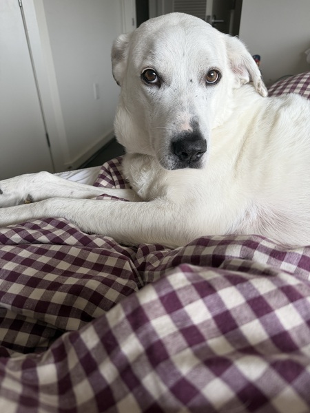 Entry image for Pearl. Clicking this image will show a larger photo