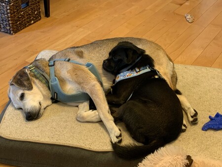 Entry image for Jerome & Bear (fka Jethro). Clicking this image will show a larger photo