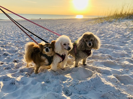 Entry image for Ally, Callie and Abbie. Clicking this image will show a larger photo