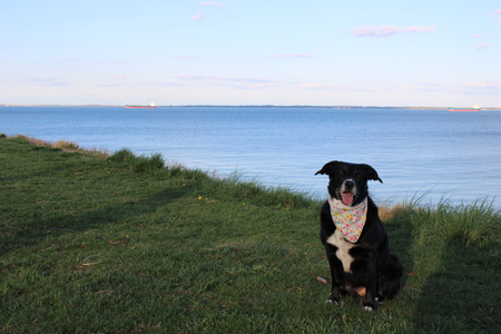 Entry image for Molly. Clicking this image will show a larger photo