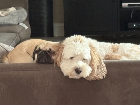 Entry image for Casper and Hampton. Clicking this image will show a larger photo