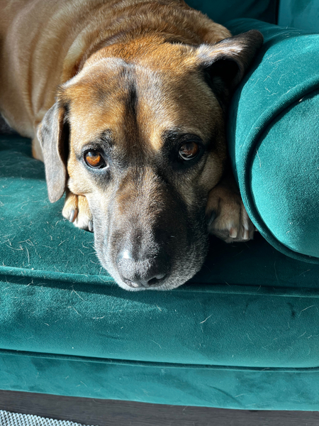 Entry image for Marvin. Clicking this image will show a larger photo