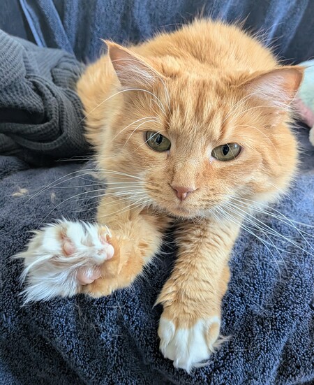 Entry image for Marmalade. Clicking this image will show a larger photo