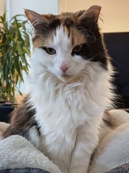 Entry image for Gingersnap. Clicking this image will show a larger photo