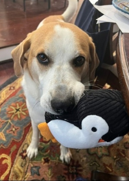 Entry image for Louie. Clicking this image will show a larger photo