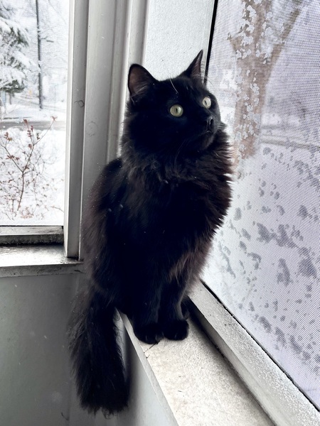 Entry image for Mimsy. Clicking this image will show a larger photo