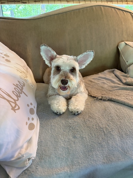Entry image for Cotton. Clicking this image will show a larger photo