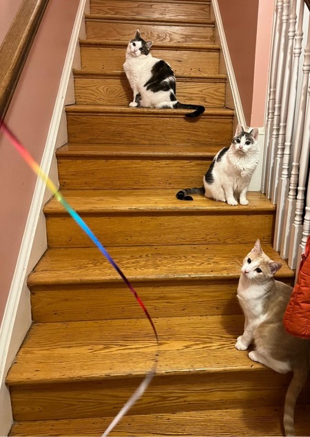 Entry image for "Party Cats" : Bella, Gigi, and Orlando. Clicking this image will show a larger photo