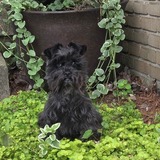 Entry image for Millie