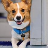 Entry image for Lily