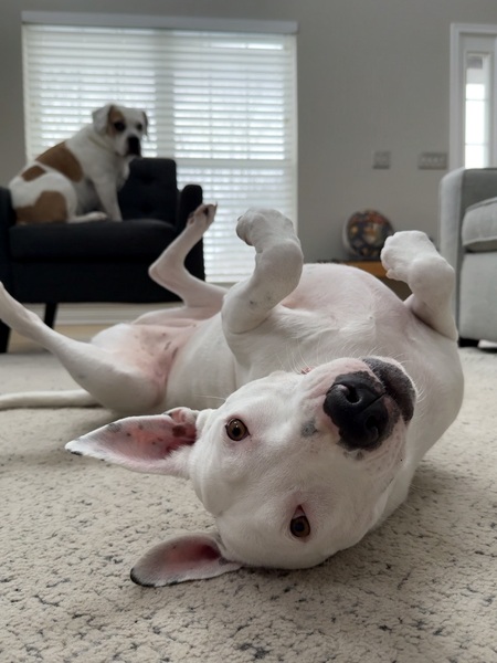 Entry image for Bug & Odie. Clicking this image will show a larger photo