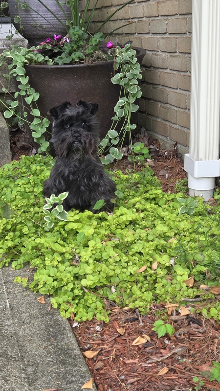 Entry image for Millie. Clicking this image will show a larger photo