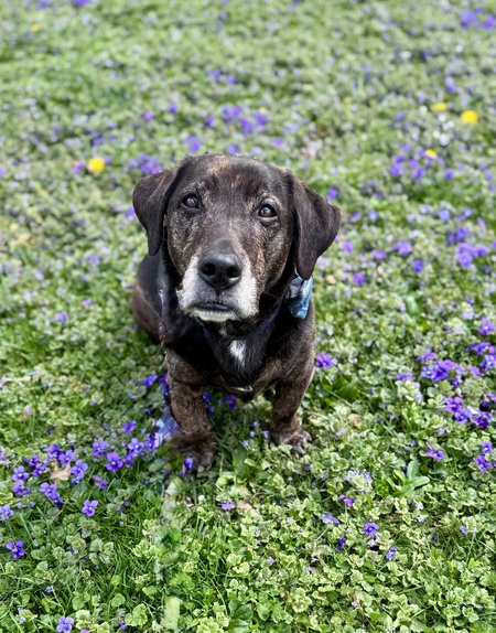 Entry image for Milo. Clicking this image will show a larger photo