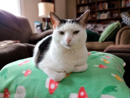 Entry image for Ruby. Clicking this image will show a larger photo