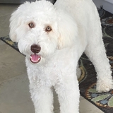 Entry image for Charlie