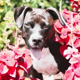 Entry image for Nelly