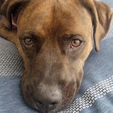 Entry image for Lucy