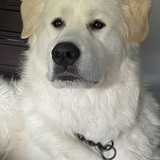 Entry image for Bear