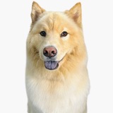 Entry image for KiKo