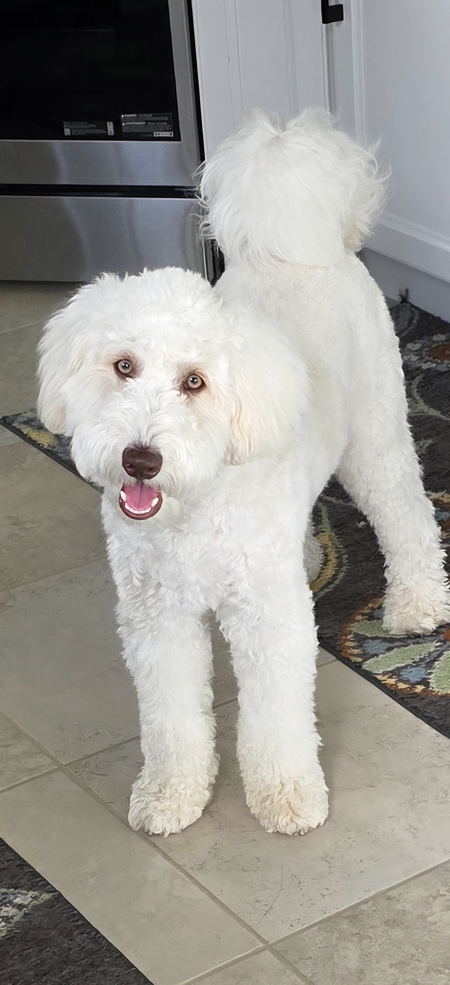 Entry image for Charlie. Clicking this image will show a larger photo