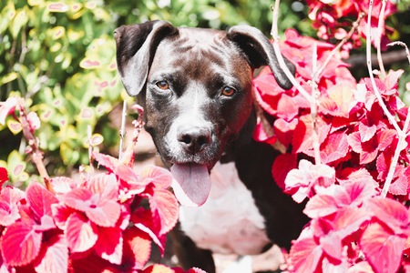 Entry image for Nelly. Clicking this image will show a larger photo