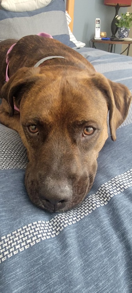 Entry image for Lucy. Clicking this image will show a larger photo