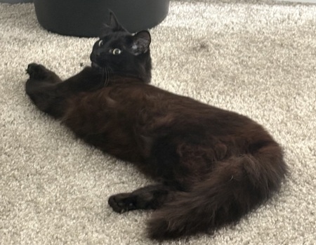 Entry image for Bean. Clicking this image will show a larger photo