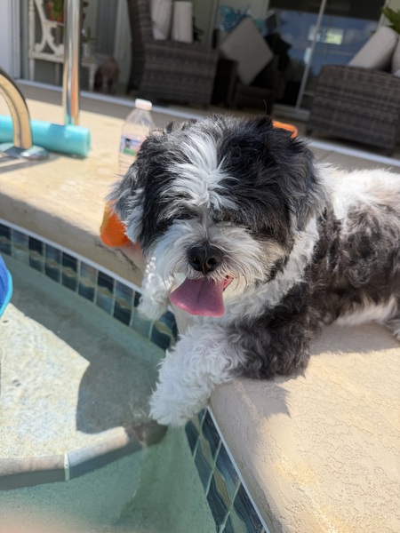 Entry image for Rocky. Clicking this image will show a larger photo
