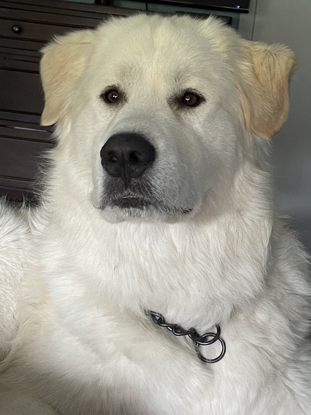 Entry image for Bear. Clicking this image will show a larger photo