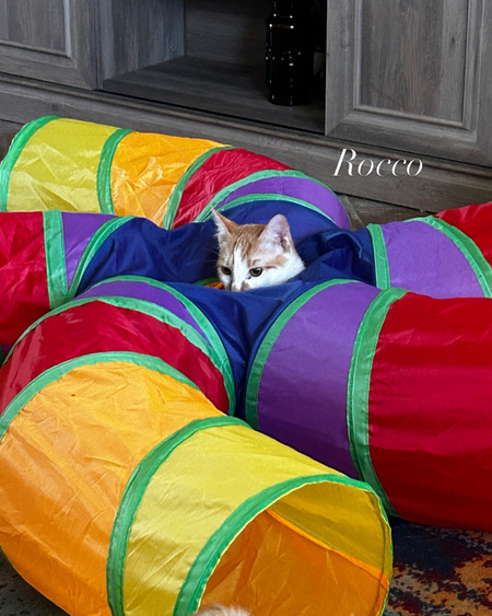 Entry image for Rocco. Clicking this image will show a larger photo