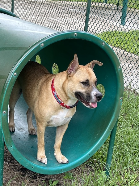 Entry image for Jethro. Clicking this image will show a larger photo