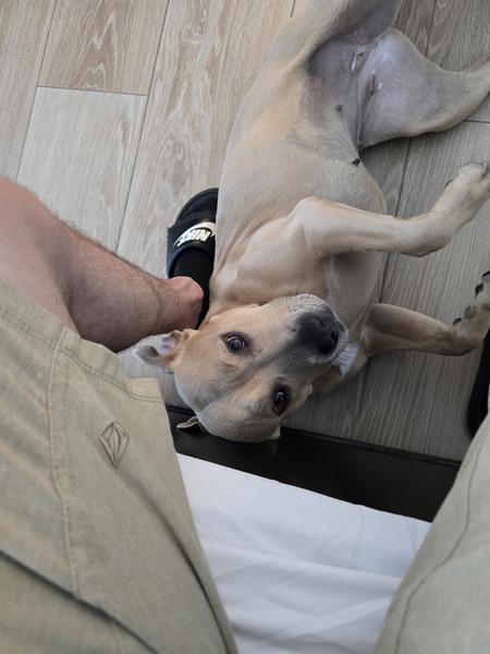 Entry image for Nala. Clicking this image will show a larger photo