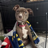 Entry image for Penelope 