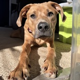 Entry image for Lucy