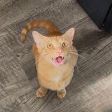 Entry image for Noodles