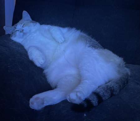 Entry image for Yuki. Clicking this image will show a larger photo