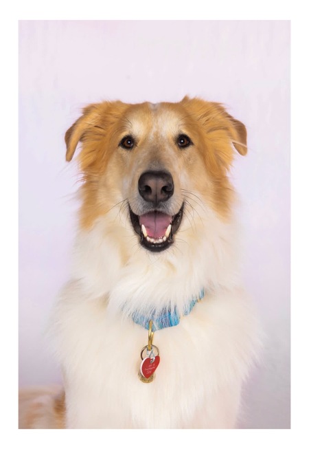 Entry image for Shilo. Clicking this image will show a larger photo