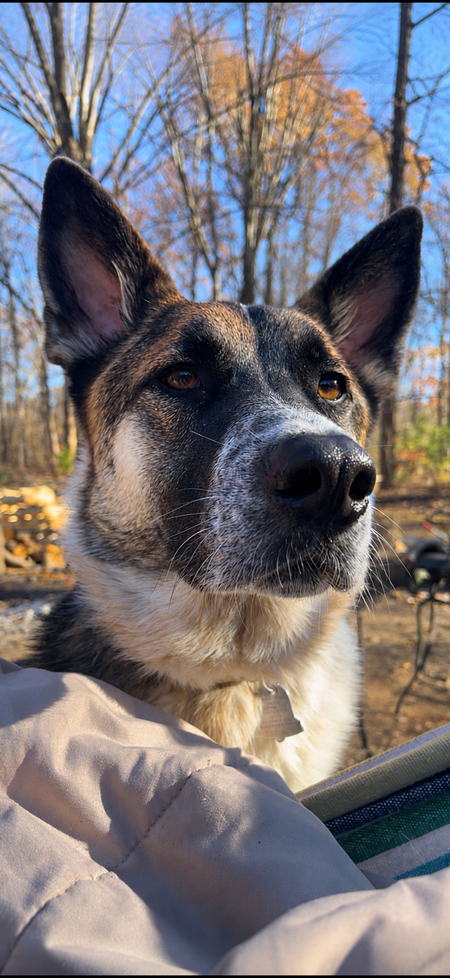 Entry image for Remington. Clicking this image will show a larger photo