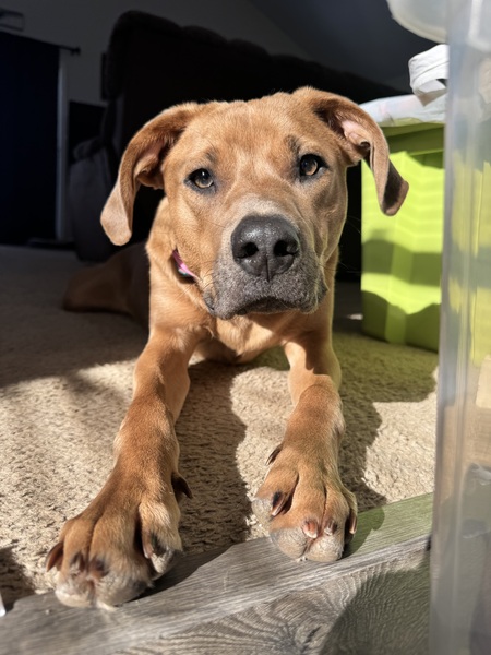 Entry image for Lucy. Clicking this image will show a larger photo