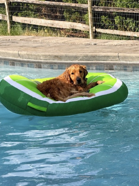 Entry image for Olive. Clicking this image will show a larger photo
